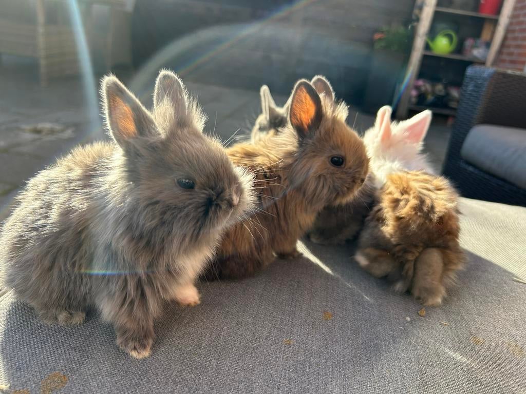 Babydwergkonijntjes, Dieren en Toebehoren, Meerdere dieren, Groot