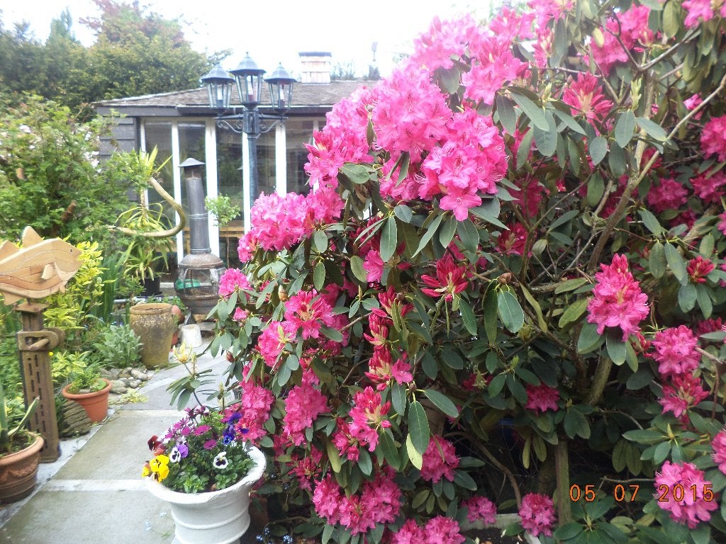stekken, Tuin en Terras, Planten | Struiken en Hagen, Ophalen, Rhododendron, Struik, 250 cm of meer