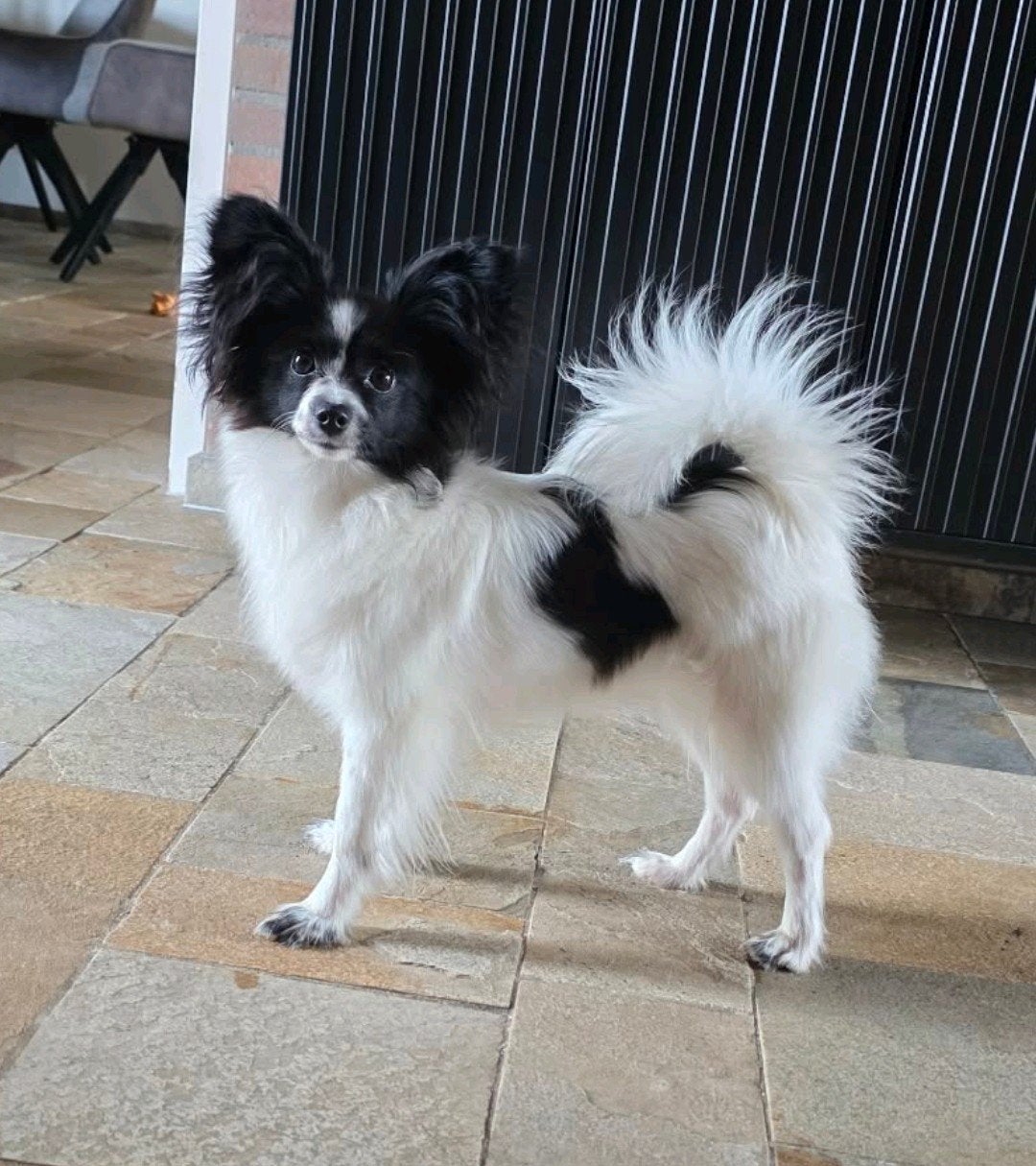 Stamboom Papillon teefje, 15 weken tot 1 jaar, Overige rassen, Teef, Parvo