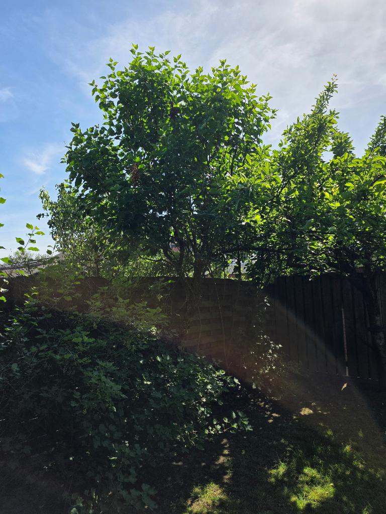 Sering (boom), Ophalen, Vaste plant, Overige soorten, Volle zon