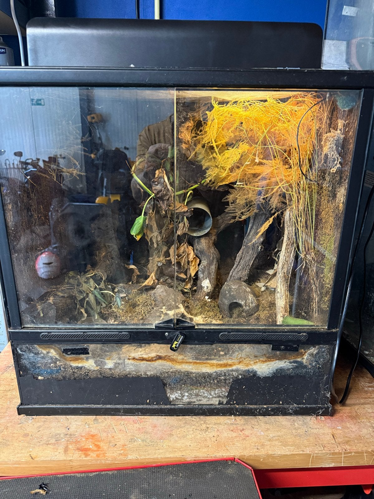 Mooi paludarium, Ophalen of Verzenden, Zo goed als nieuw