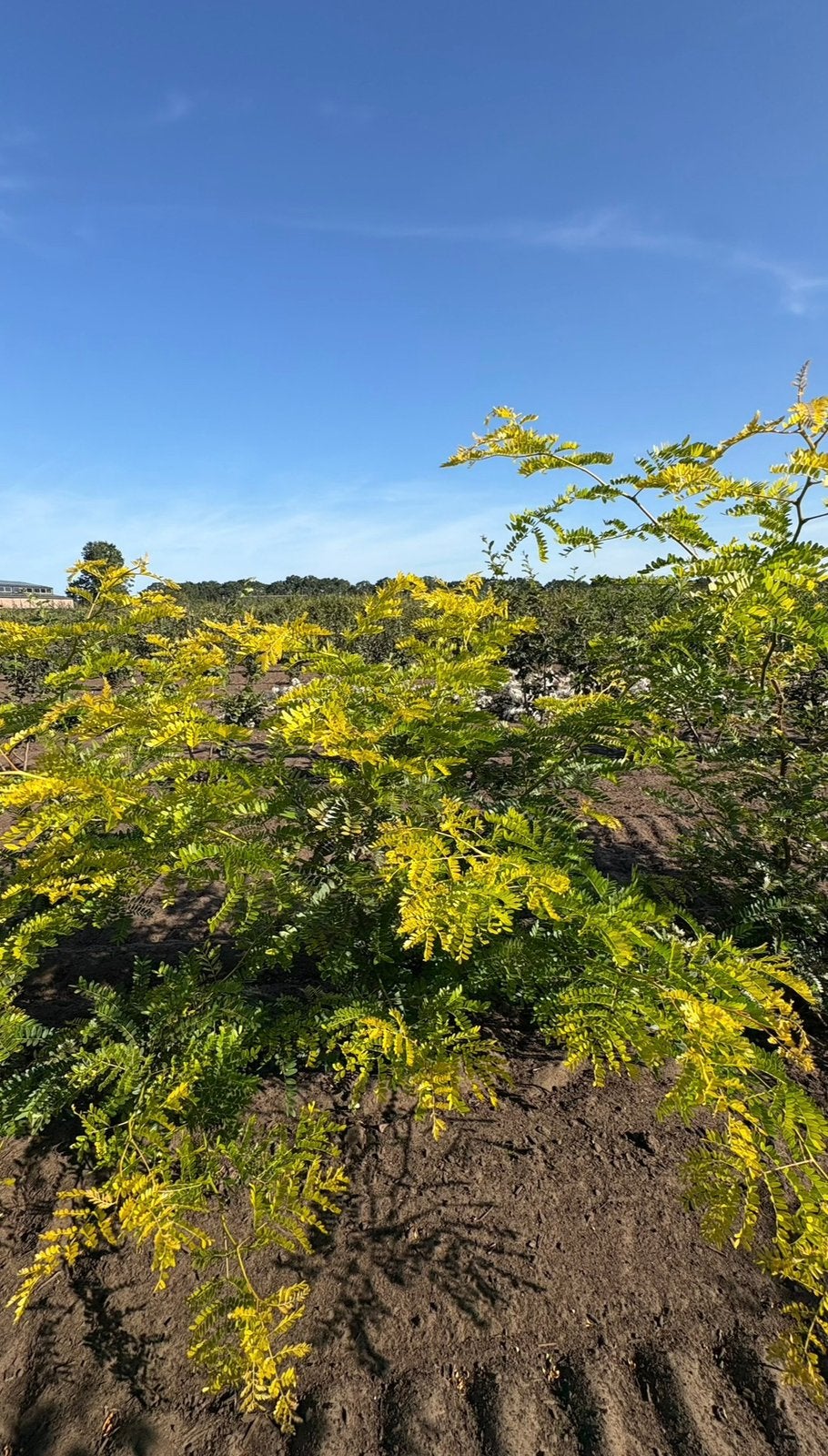Meerstammige en solitaire Gleditsia sunburst bomen, Ophalen of Verzenden, Laurier, 100 tot 250 cm