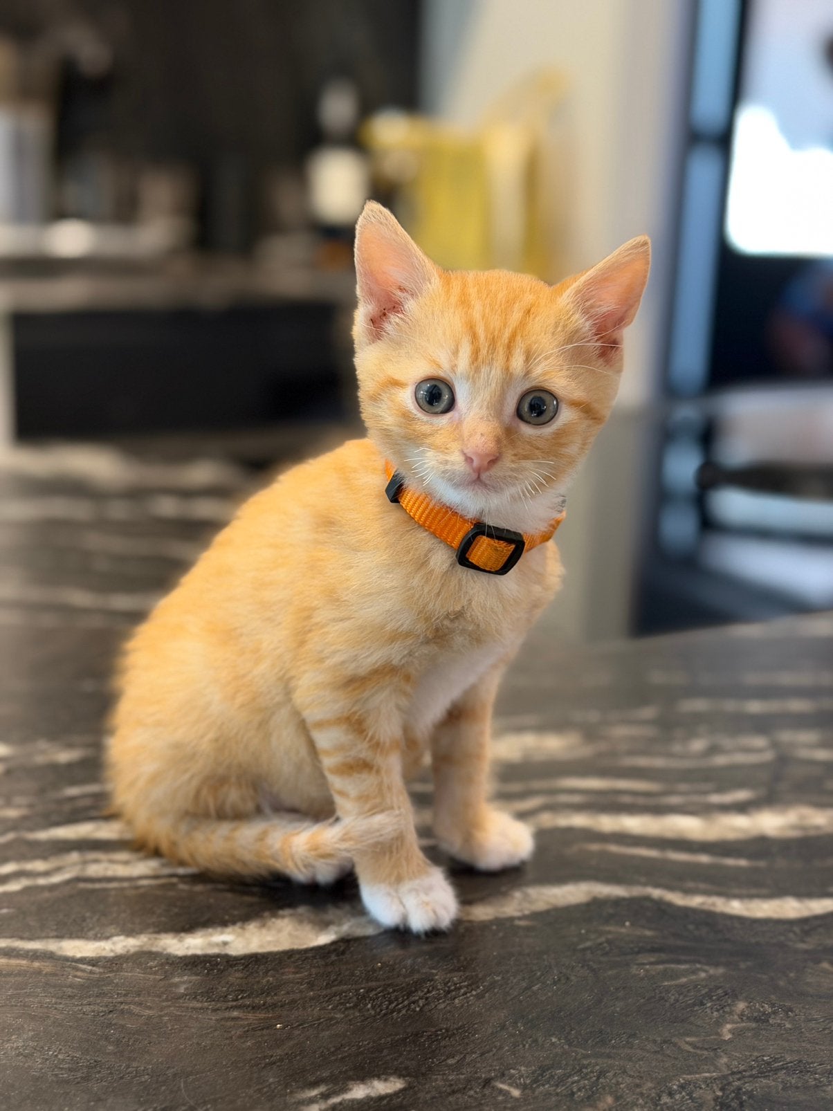 Sociale lieve rode kater, Dieren en Toebehoren, Katten en Kittens | Overige Katten, Meerdere dieren