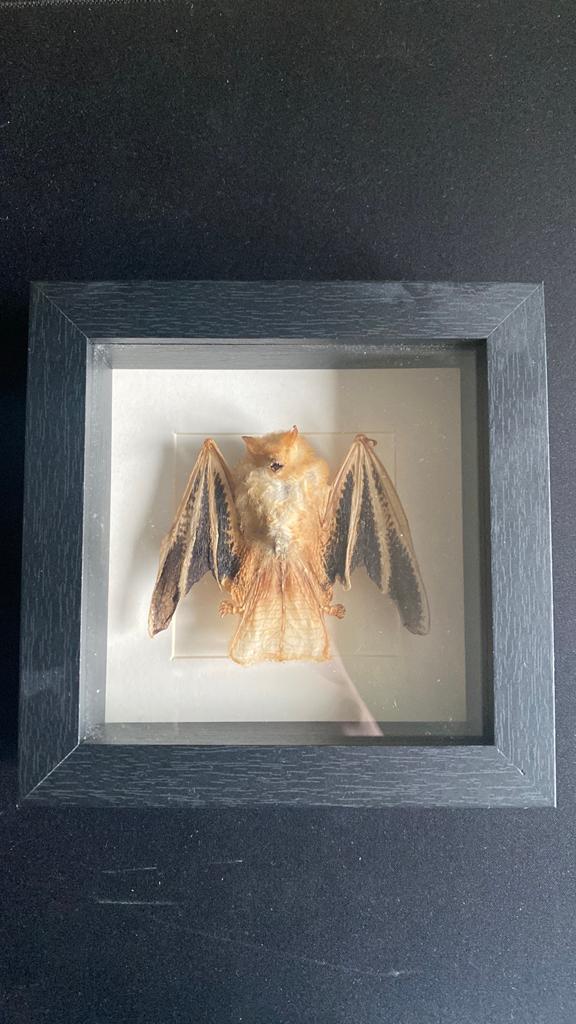 Vleermuis in lijst - Taxidermie - Het Rariteiten Kabinet, Ophalen of Verzenden, Gebruikt
