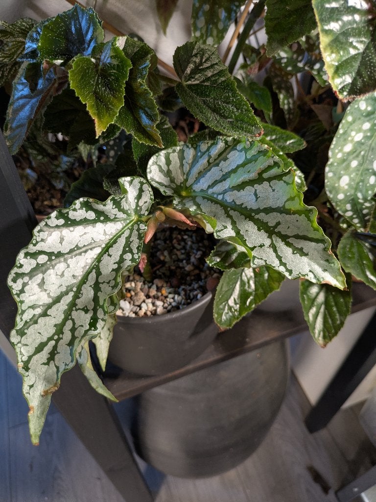 Begonia Avalanche stek, Ophalen of Verzenden, Halfschaduw, Minder dan 100 cm