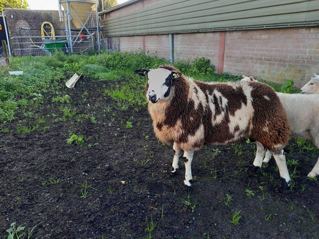 Bonte dekram, Dieren en Toebehoren, Mannelijk, Schaap, 0 tot 2 jaar