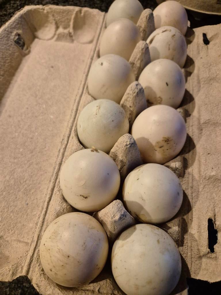 Loopeendeieren consumptie en broedeieren, Dieren en Toebehoren, Ophalen, Nieuw, Overige typen