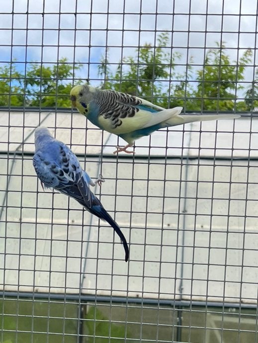 Koppel grasparkieten, Dieren en Toebehoren, Vogels | Kanaries, Meerdere dieren, Kleurkanarie