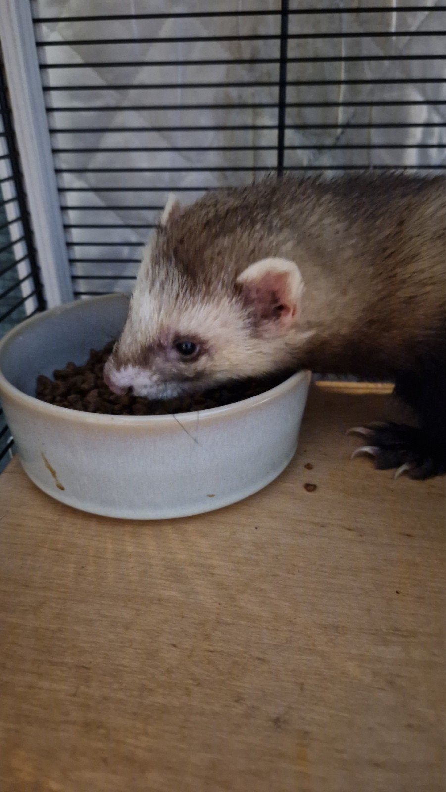 fretten, Februari, Meerdere dieren