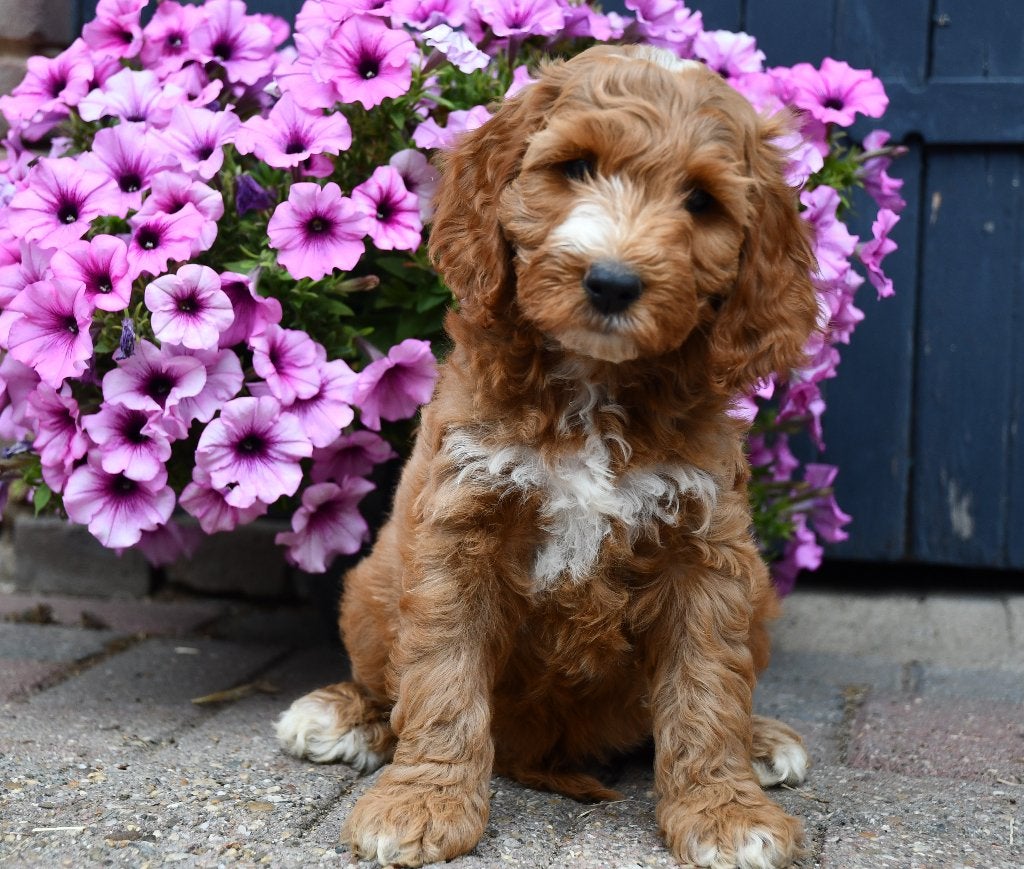 Australian Labradoodle pups uit geteste ouders, Parvo, Nederland, Overige rassen, 8 tot 15 weken