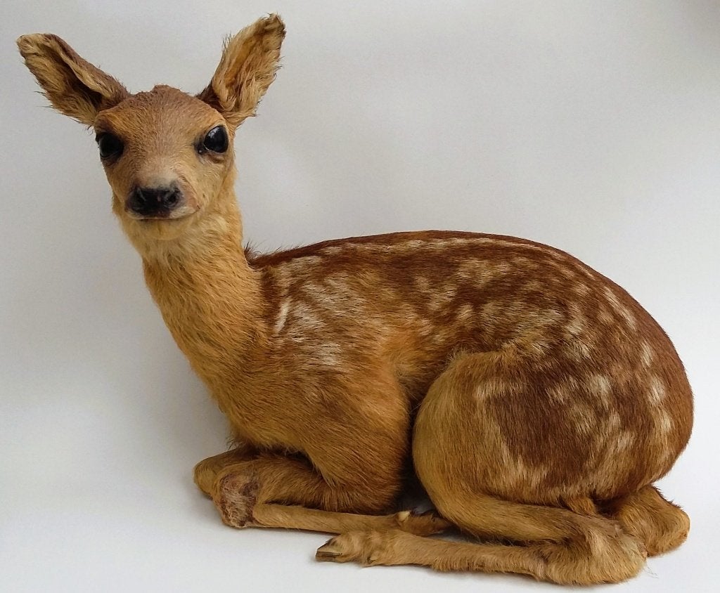 Opgezet Reekalf Ree Hert Kalf Hertje Taxidermie ZEER MOOI!, Ophalen of Verzenden, Zo goed als nieuw, Hert, Opgezet dier