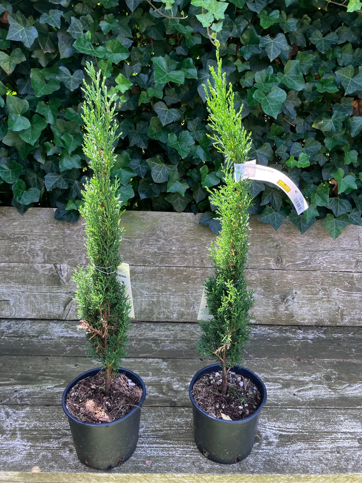 Cipres, Ophalen, Overige soorten, Minder dan 100 cm
