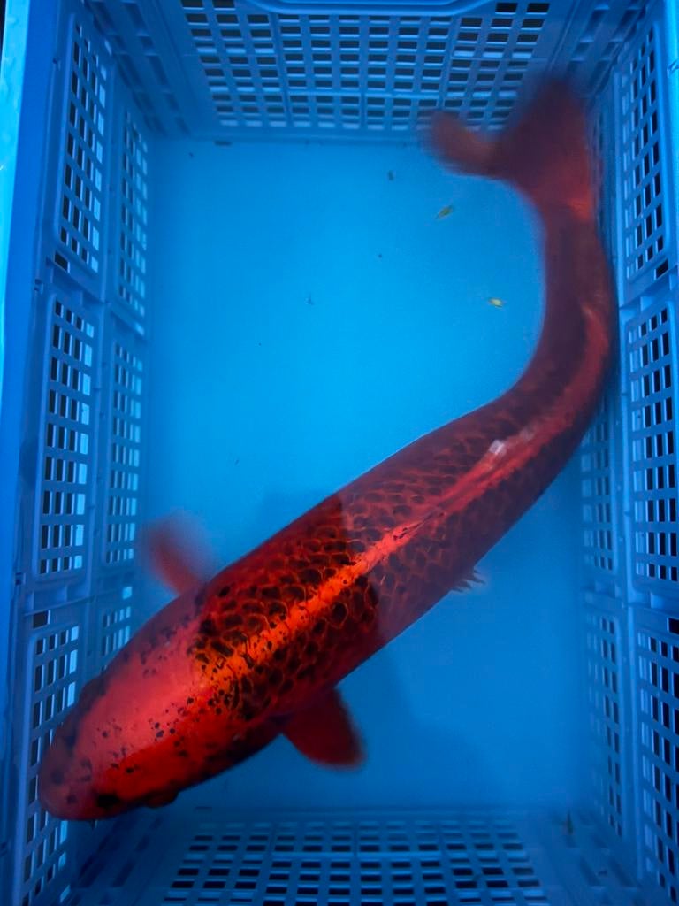 Te koop: schitterende kawarimono japane koi vijver, Dieren en Toebehoren, Vissen | Vijvervissen, Karper of Koi