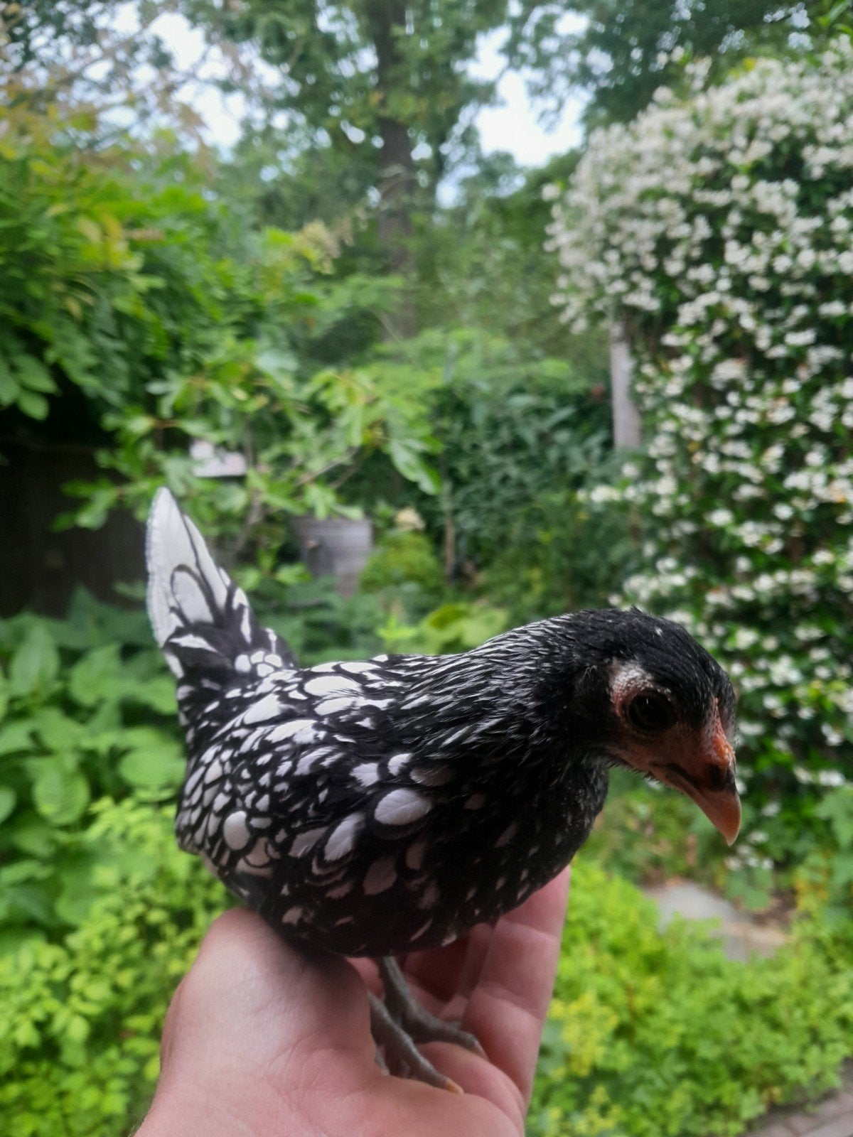 Sebright haantje zilver zwartgezoomd, Dieren en Toebehoren, Mannelijk, Kip