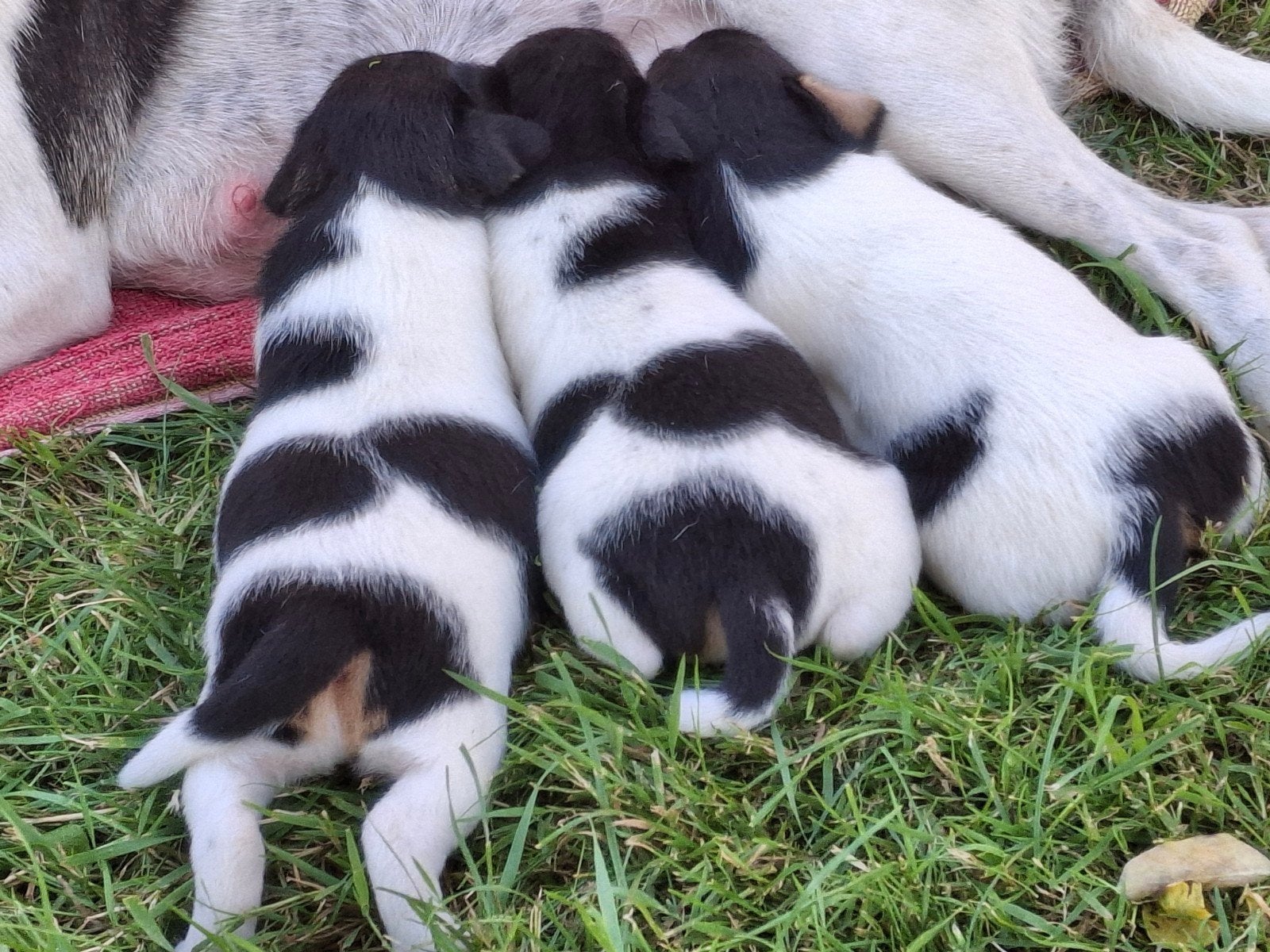 Boerenfox puppy's,   boeren fox puppy, Dieren en Toebehoren, Honden | Niet-rashonden, Klein, Teef, Particulier, Eén hond, Nederland