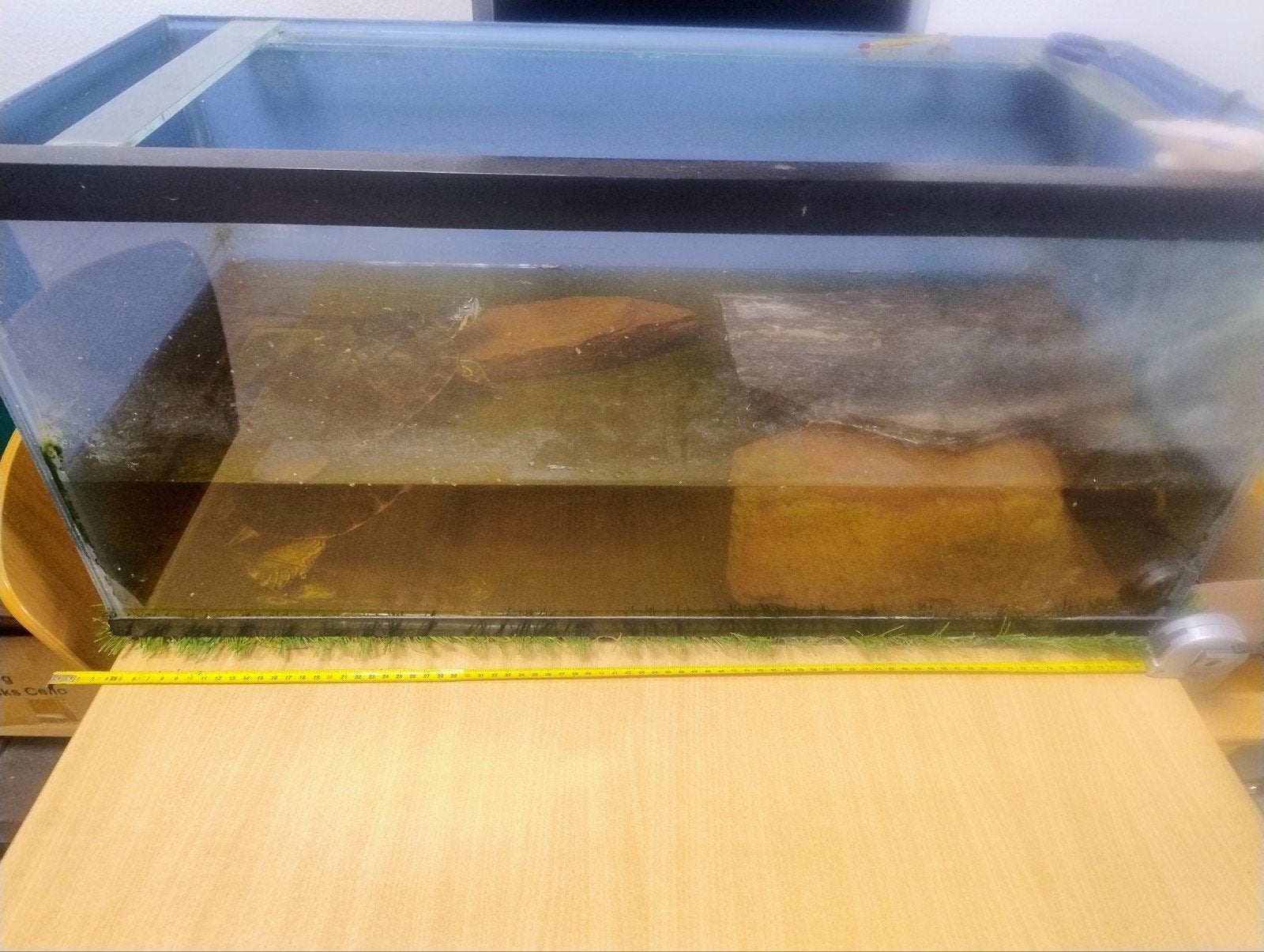 Schildpad zoekt nieuw huis, Dieren en Toebehoren, Reptielen en Amfibieën, Schildpad, Met terrarium, 11 jaar of ouder