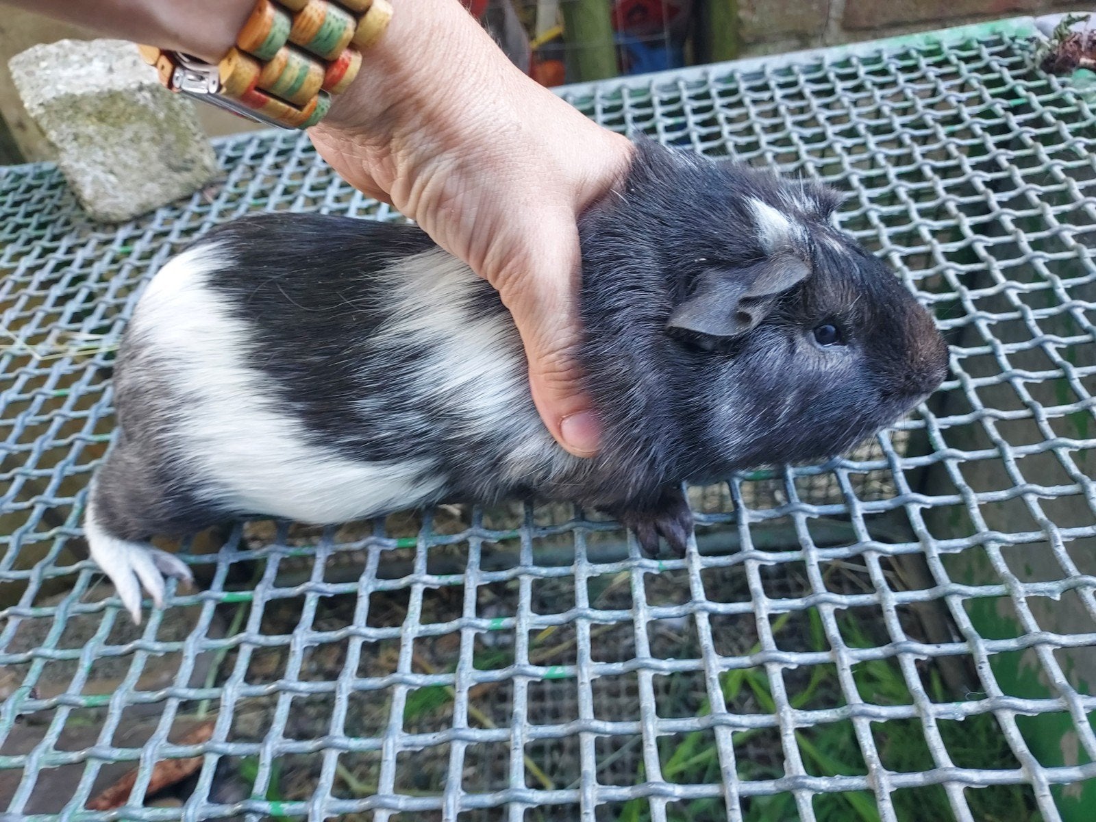 Reuzencavia Cuy cavia mag verhuizen, Mei, Mannelijk, Cavia
