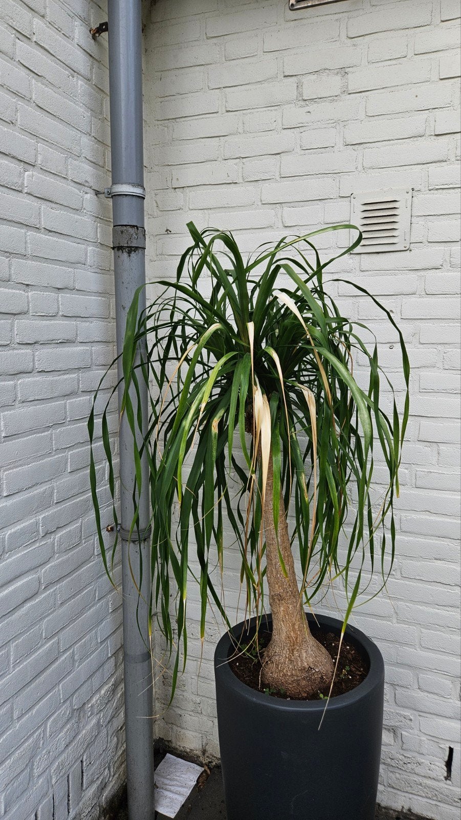 Olifantenpoot plant met wat liefde weer prachtig, Ophalen, Overige soorten, Halfschaduw