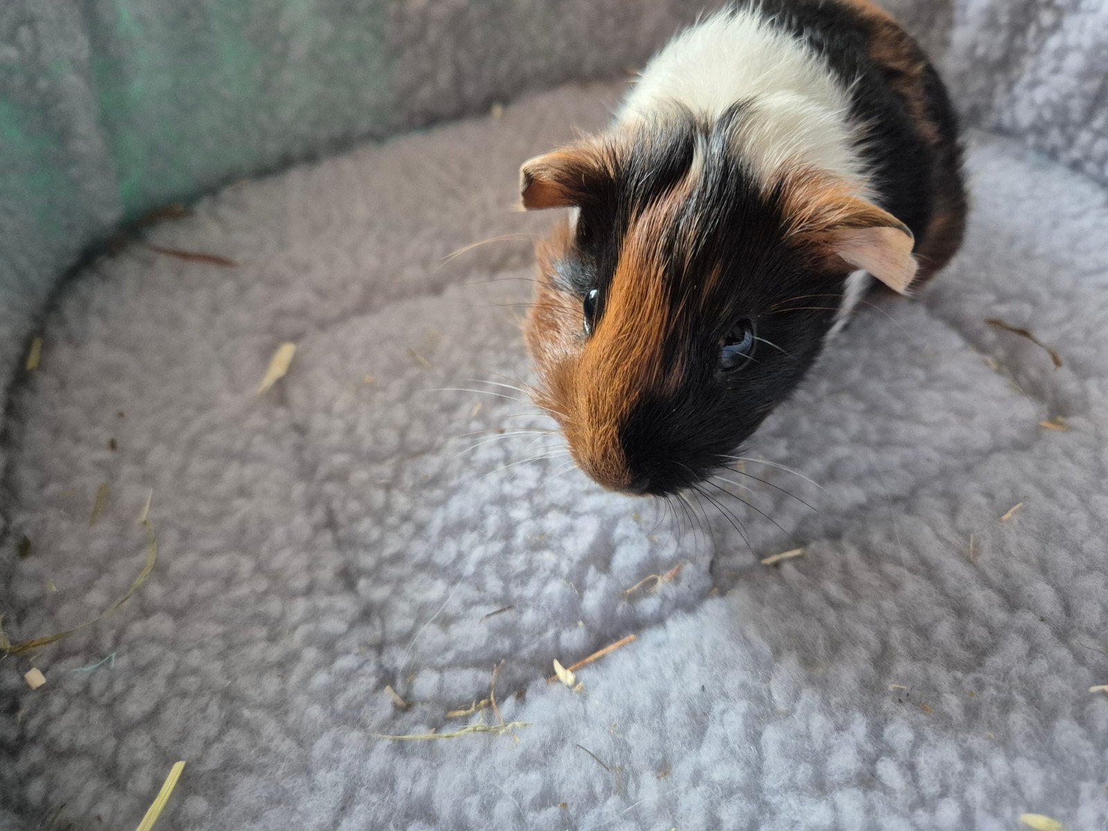 2 lieve, jonge cavia beertjes, Dieren en Toebehoren, Augustus, Mannelijk, Cavia