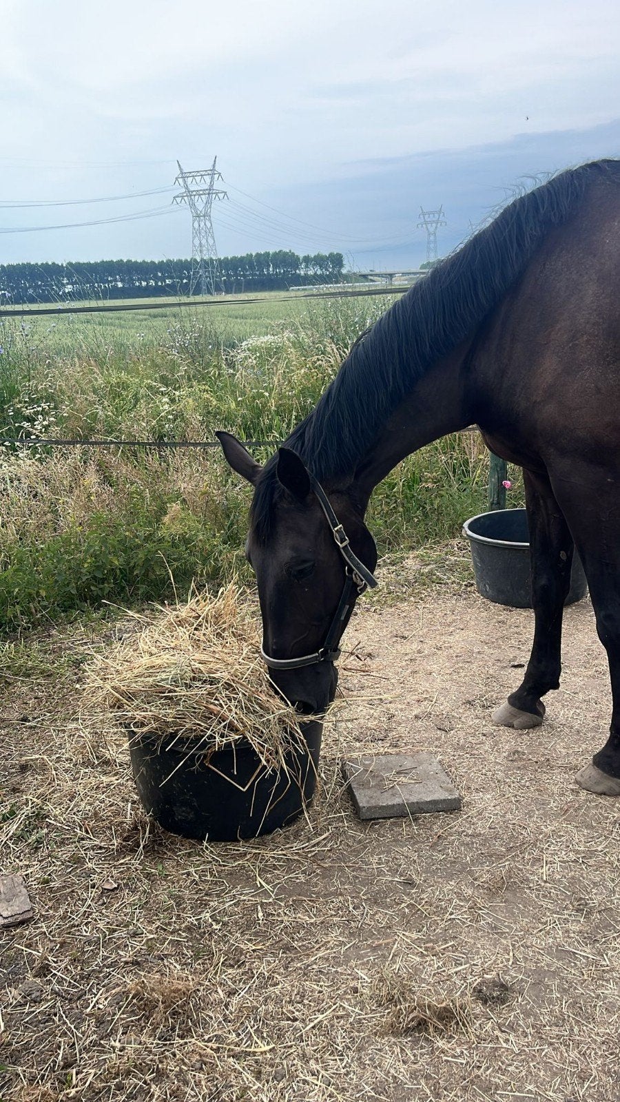 Stalling pony aangeboden riddekerk fullpension geen bak!, Stalling