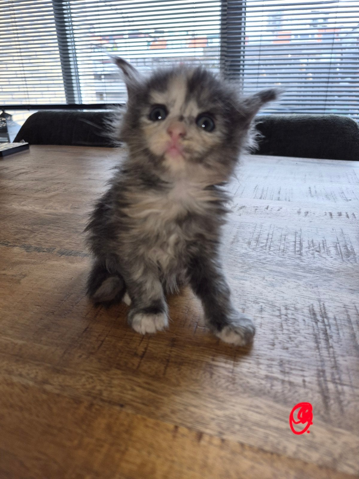 maine coon poes, Poes, Gechipt, 0 tot 2 jaar