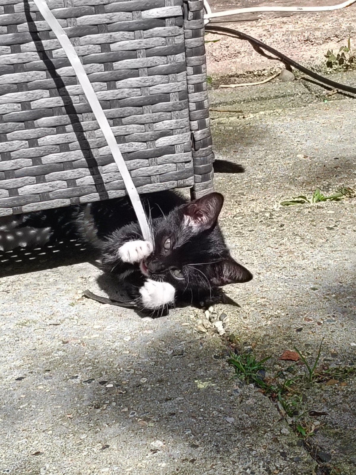 2 zwart witte kittens beschikbaar mogen het nest verlaten, Meerdere dieren