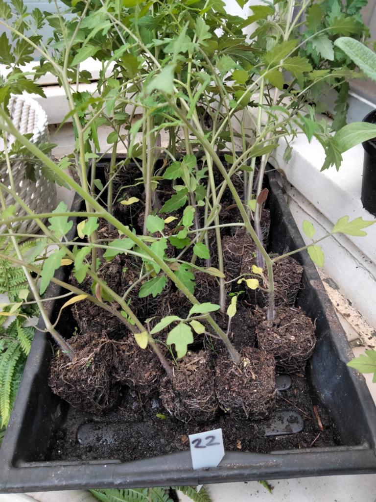 Gratis tomatenplanten en overpotten, Tuin en Terras, Ophalen, Overige soorten, Volle zon