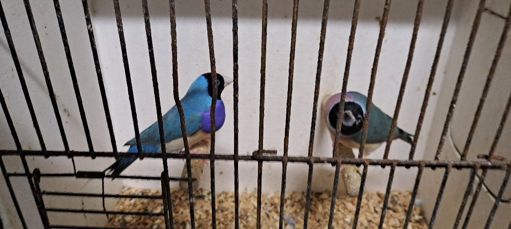 Blauwe Gouldamadines uit buiten vlucht gereserveerd, Dieren en Toebehoren, Meerdere dieren, Tropenvogel, Geringd