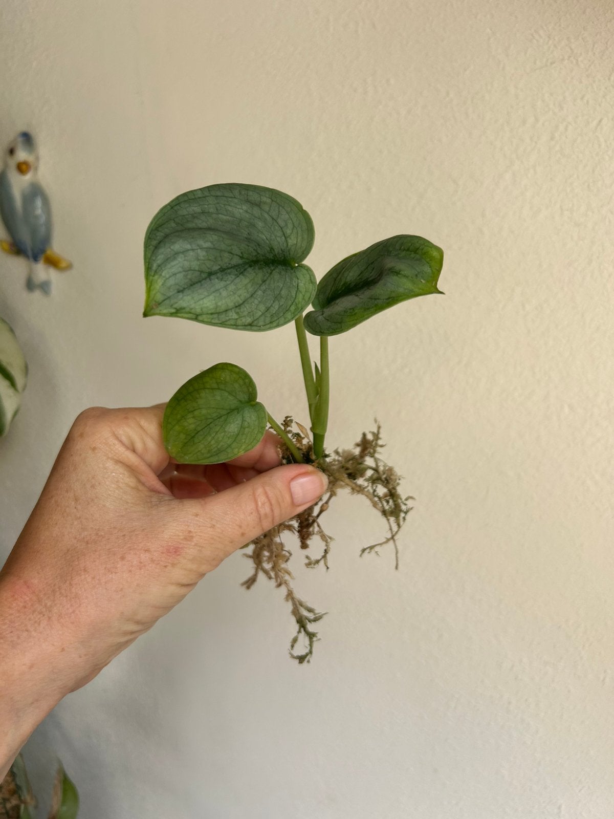 Scindapsus silver hero, (gewortelde) stek, wetstick,zie adv., Huis en Inrichting, Kamerplanten, Ophalen of Verzenden, Halfschaduw