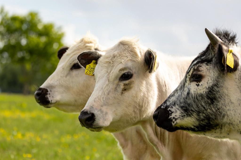 Stellen Black angus vaars kalveren witrik pinken koeien, Dieren en Toebehoren, Meerdere dieren, 0 tot 2 jaar