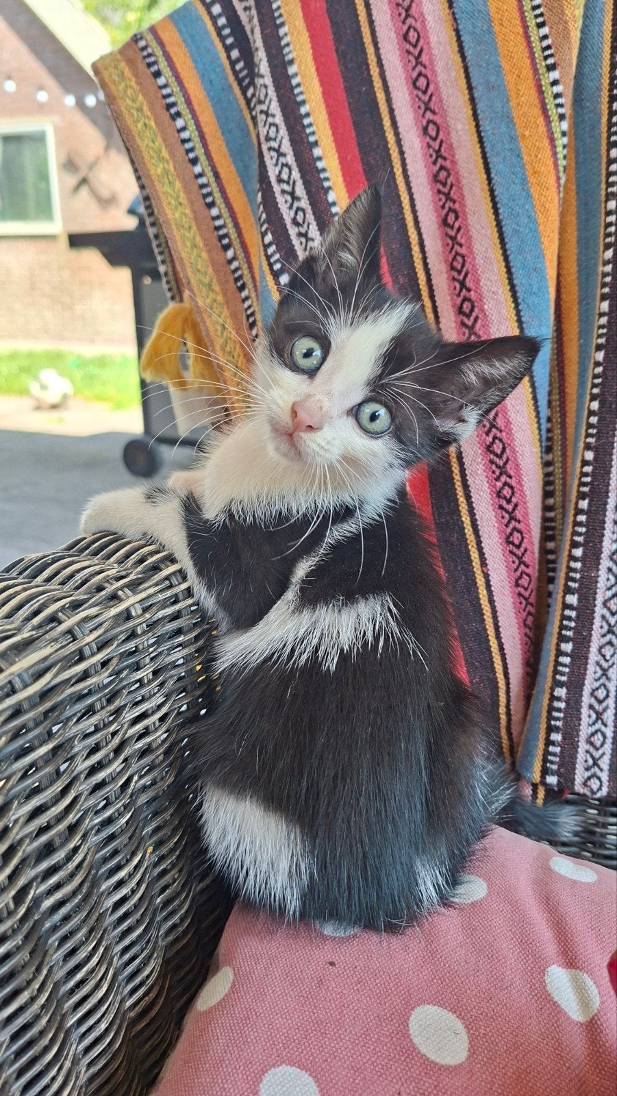 Prachtige boerderij kittens te koop., Poes