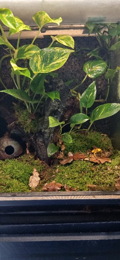 gifkikker bicolor en terribilis Frog photo 4