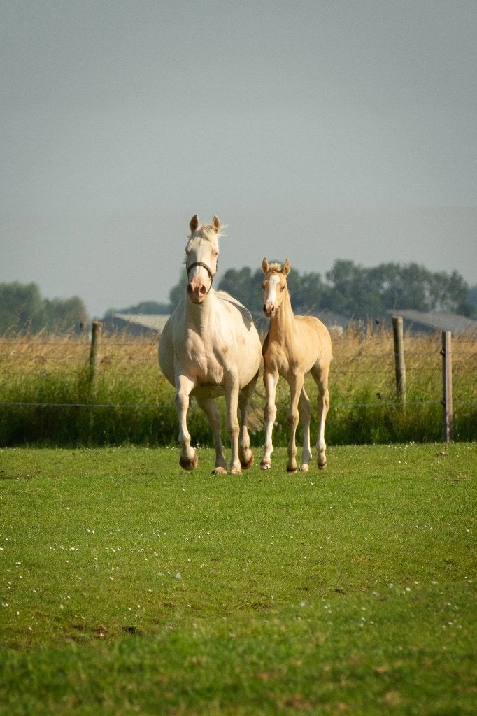 Hengsten veulens van Der Zauberlehrling / Kent Nagano WE, Dieren en Toebehoren, Met stamboom, 0 tot 2 jaar, Onbeleerd, Meerdere dieren