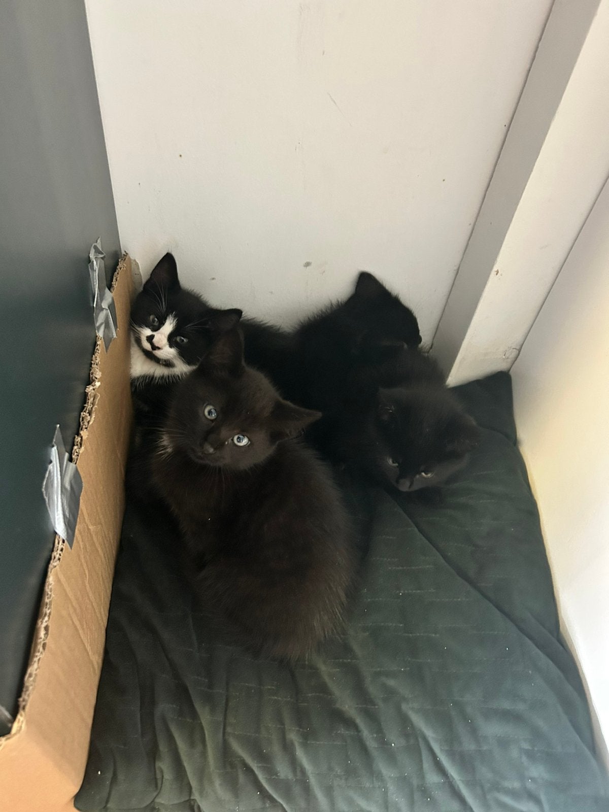 Kittens