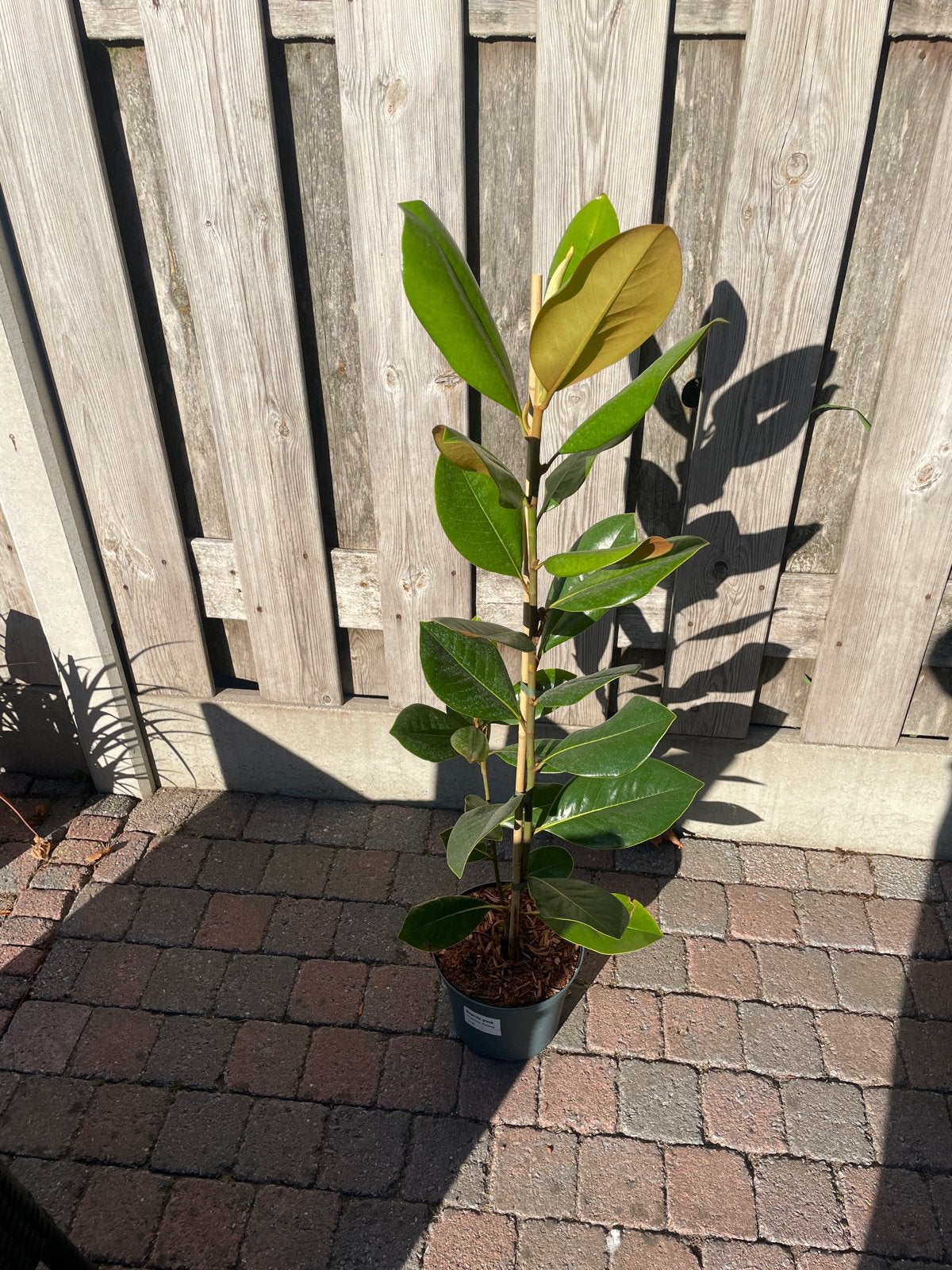 Magnolia grandiflora 'Francois Trevey' - Groenblijvende Magn, Overige soorten, Volle zon, Vaste plant, Ophalen of Verzenden