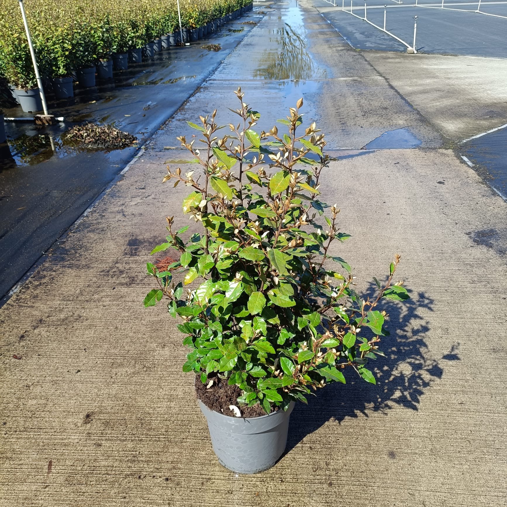 Elaeagnus ebb. En Compacta olijfwilg in verschillende maten, Ophalen of Verzenden, Overige soorten, Minder dan 100 cm
