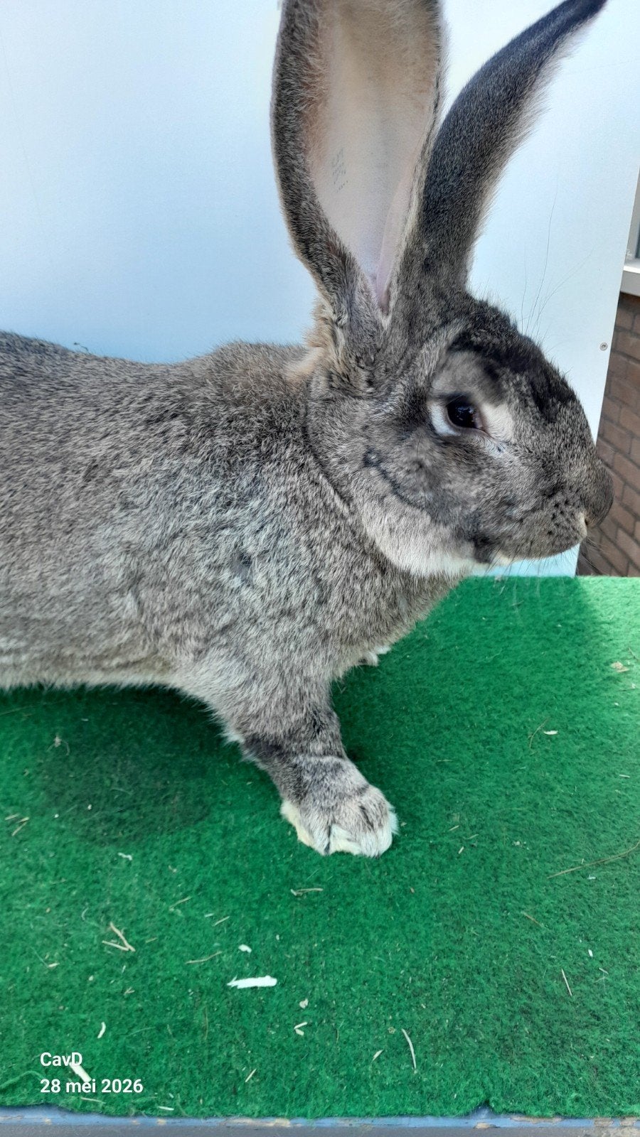 Te koop vlaamse reus ram, Mannelijk, Groot, 0 tot 2 jaar