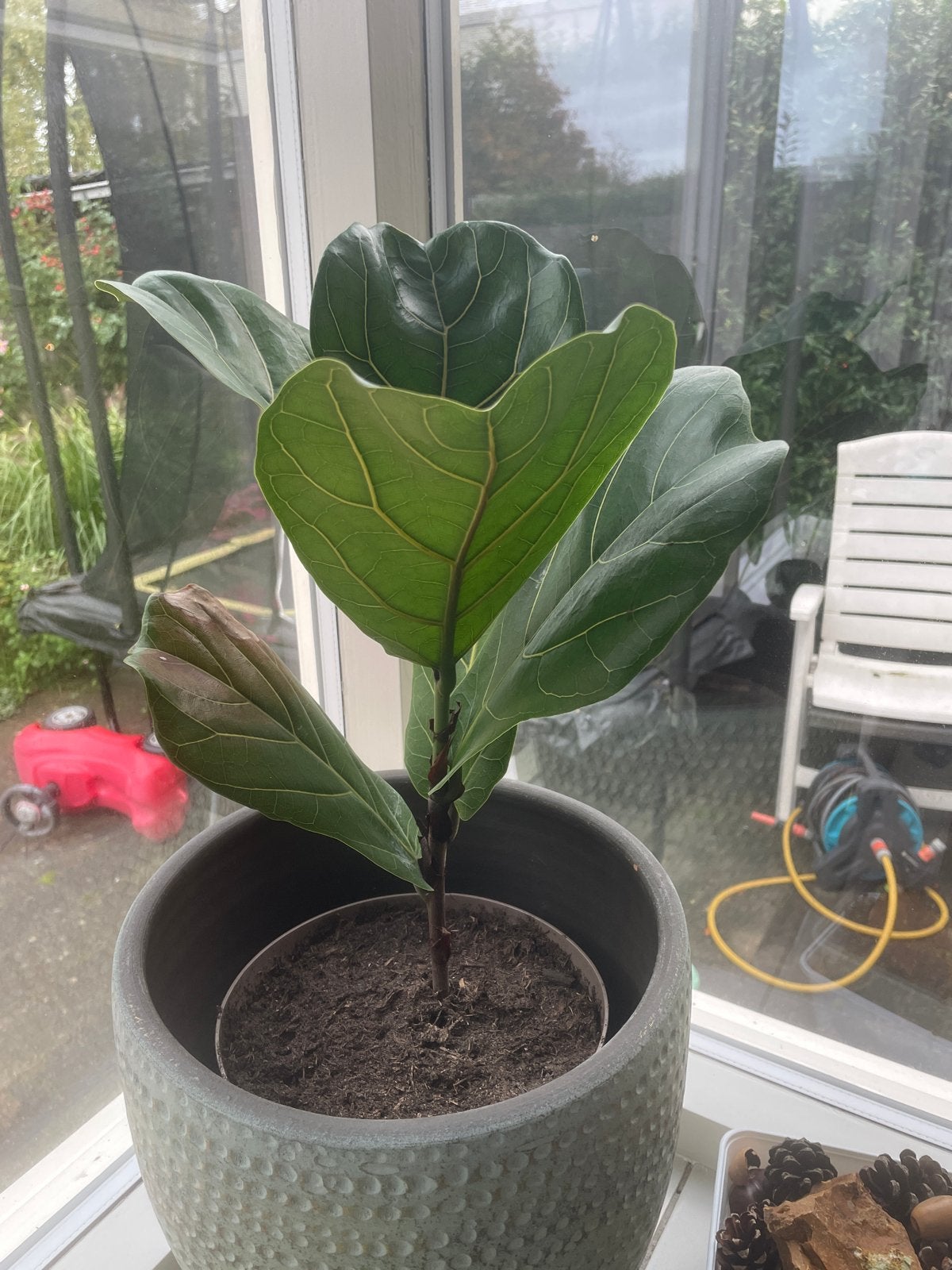 Ficus lyrata - Vioolbladplant (zelf gekweekt), Huis en Inrichting, Ophalen, Ficus, Halfschaduw, Minder dan 100 cm