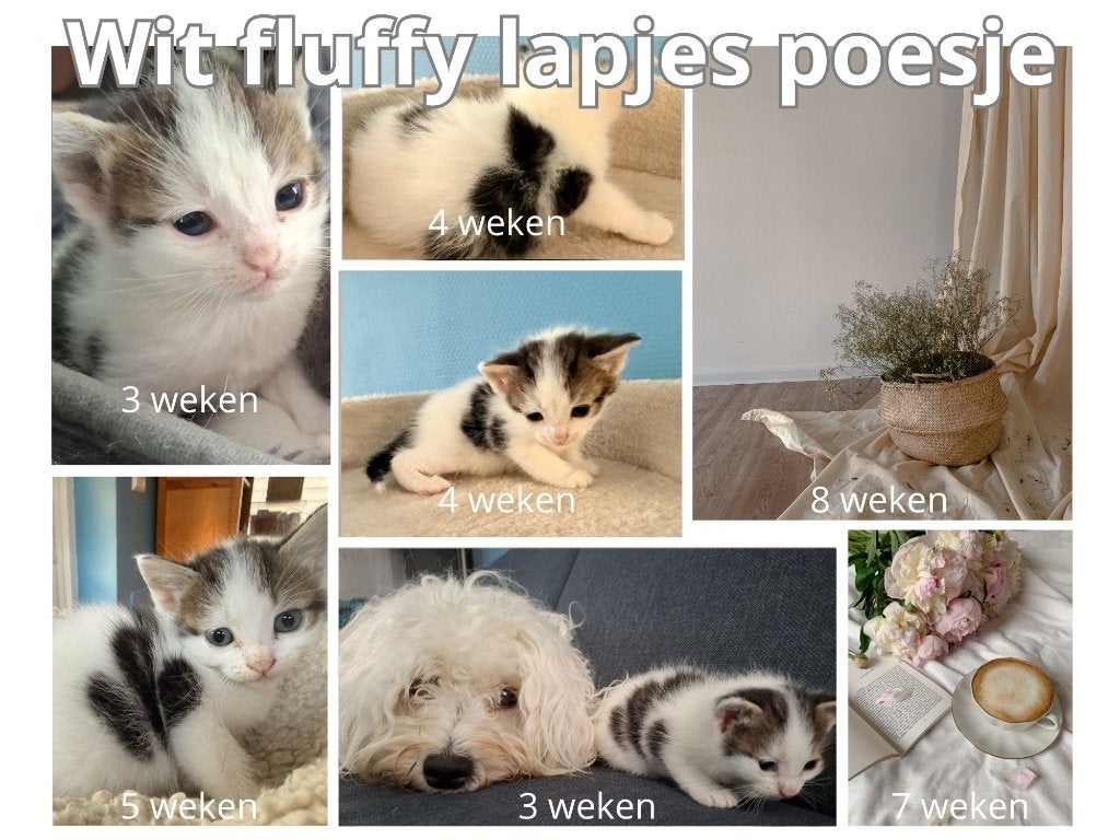 Mix Britse Korthaar / Maine Coon kittens, Meerdere dieren, Gechipt, 0 tot 2 jaar