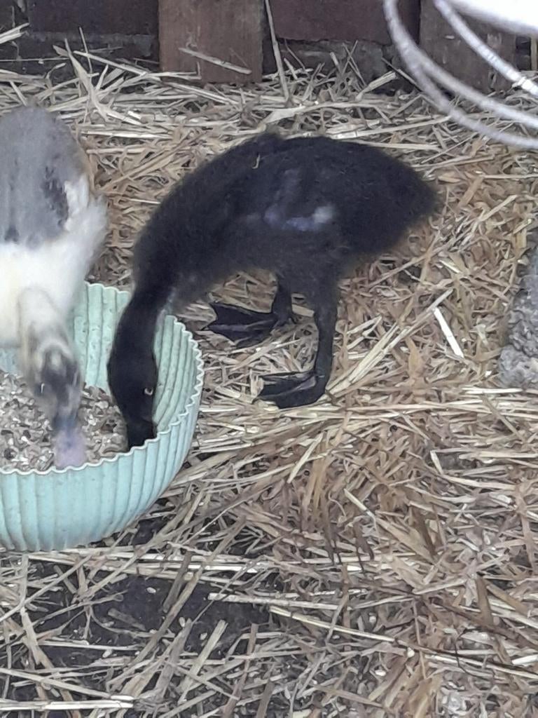 Loopeend, Dieren en Toebehoren, Pluimvee, Mannelijk, Eend