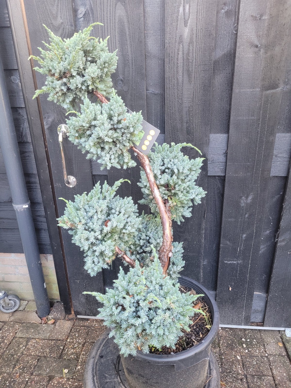 Juniperus squamata 'Meyer' Vormsnoei - Bonsai, Bloeit niet, Overige soorten, Minder dan 100 cm, Ophalen