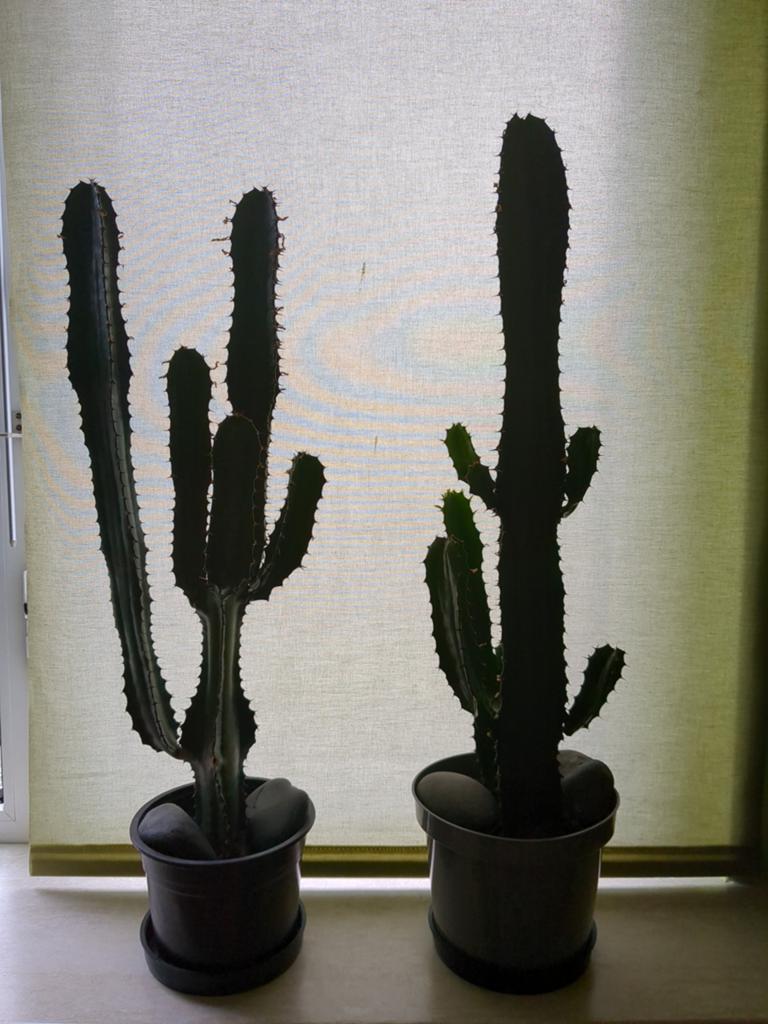 Grote Euphorbia Cactus - 73 cm hoog, Ophalen, Overige soorten