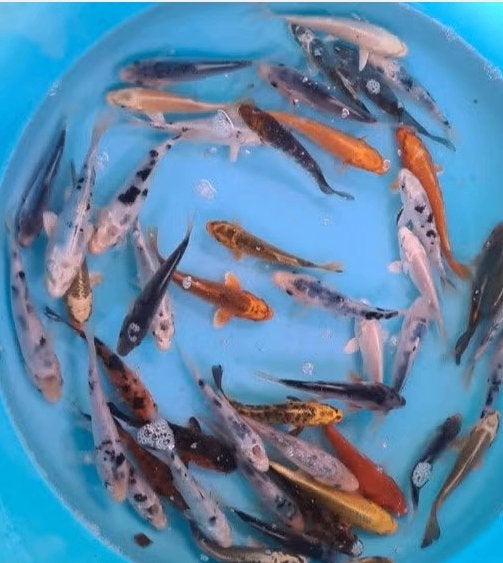Koi 12–15 cm uit eigen kwekerij – Koidream Valburg, Vis, Zoetwatervis