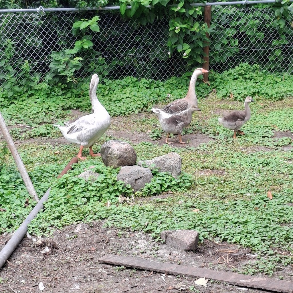 Ganzen, Meerdere dieren, Gans of Zwaan
