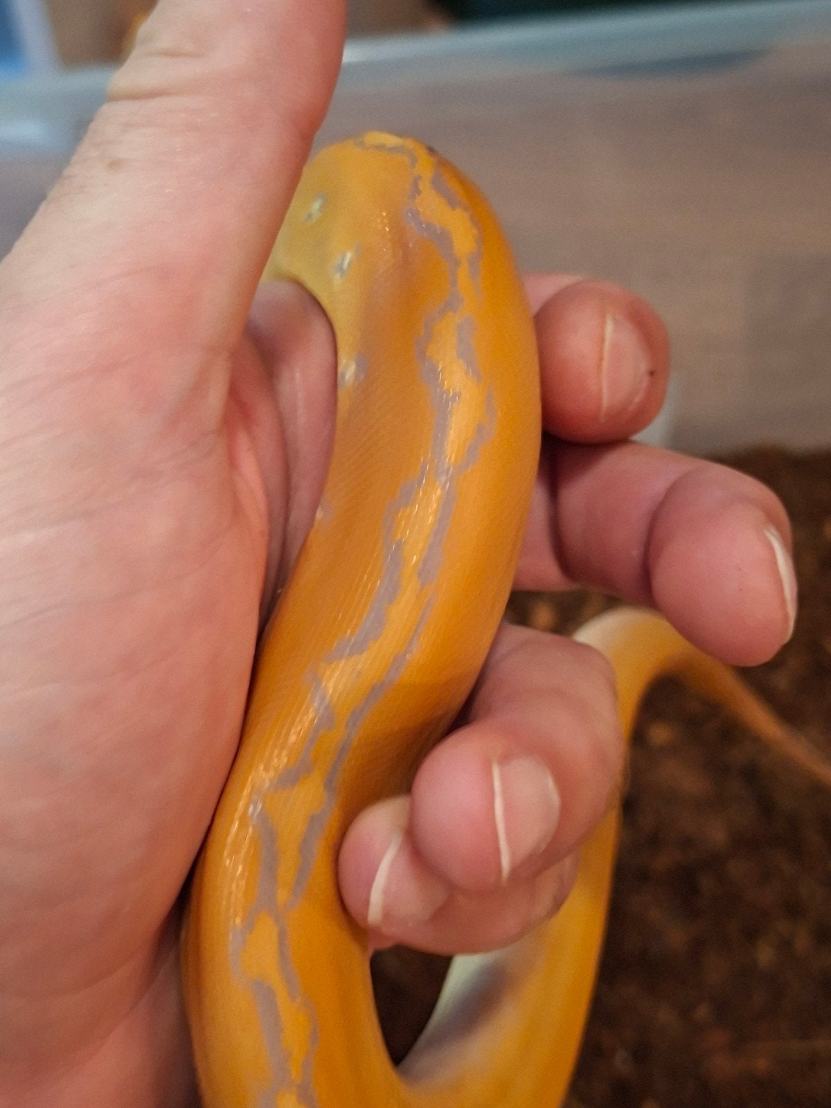 0.1 Python reticulatus dwerg nk 25  Purple GC Bacan, Dieren en Toebehoren, Reptielen en Amfibieën, Slang
