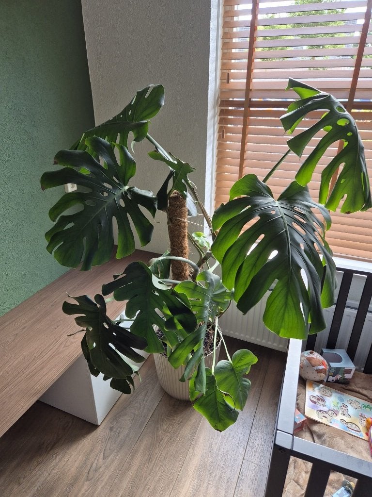 Monstera plant, Huis en Inrichting, Kamerplanten, Ophalen, 100 tot 150 cm, Overige soorten, Halfschaduw