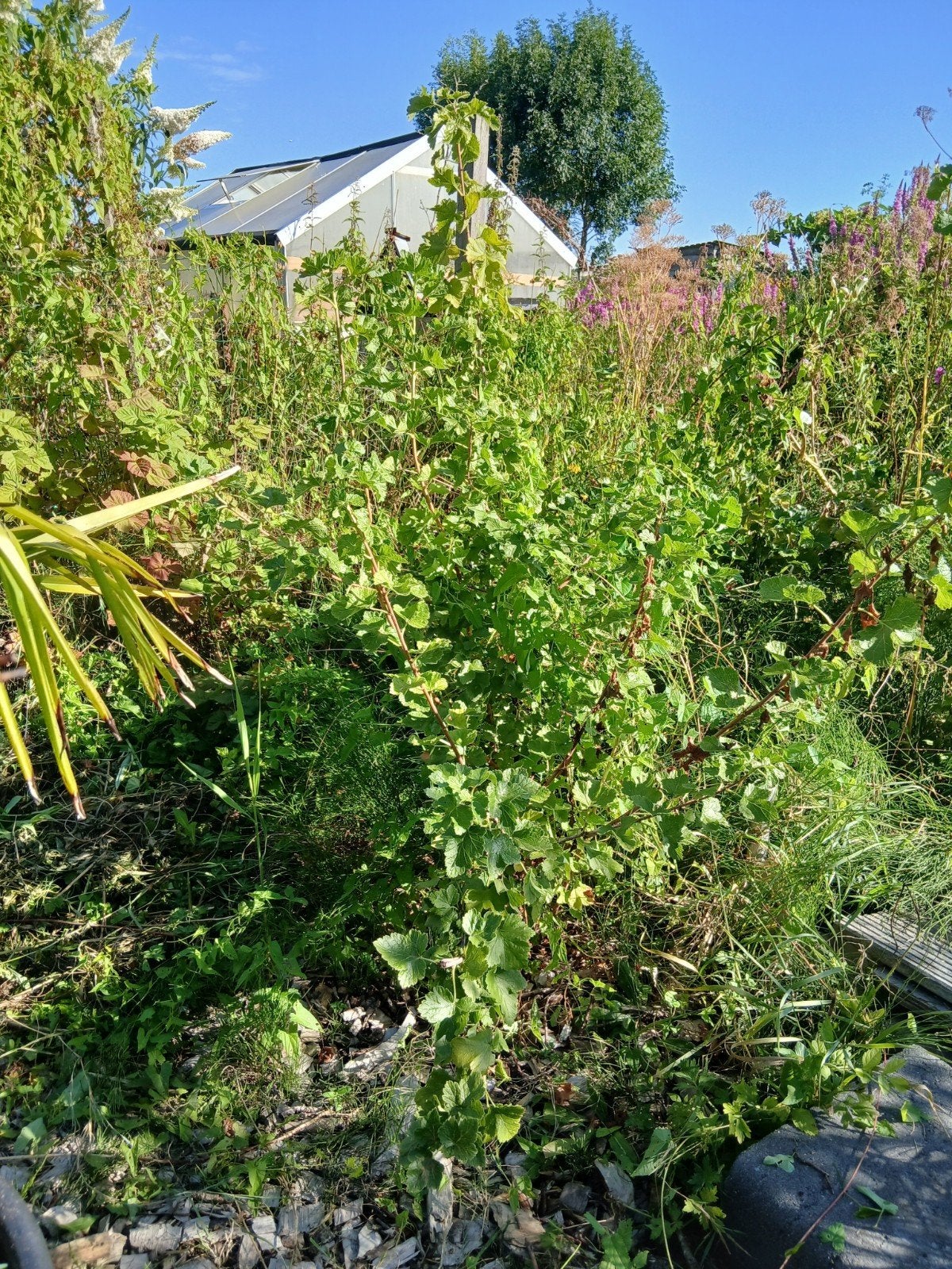 jostabes struiken, Ophalen, Overige soorten, 100 tot 250 cm