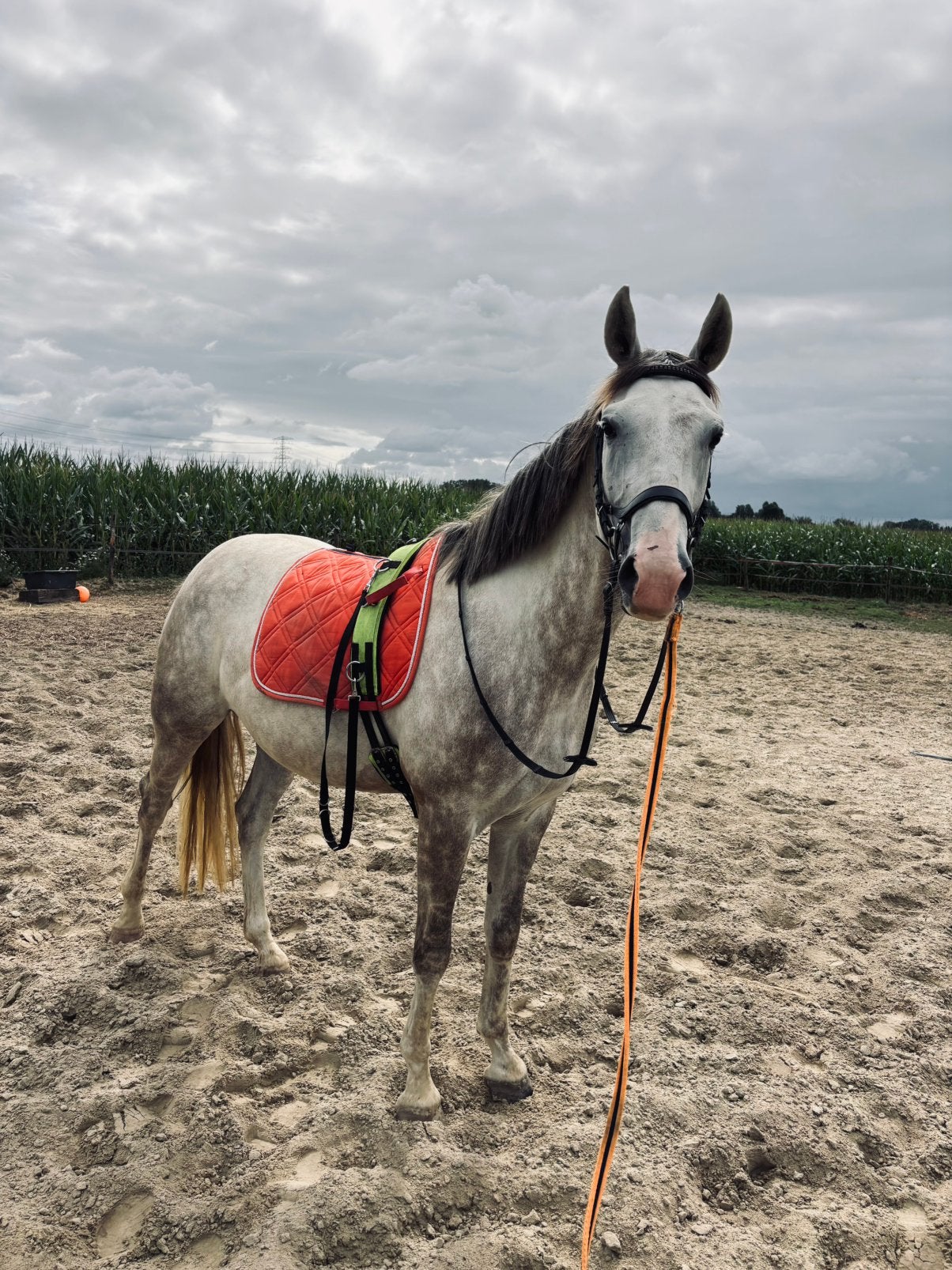 Veelbelovende 5-jarige KWPN merrie, Dieren en Toebehoren, Merrie, Met stamboom, Zadelmak, 170 tot 175 cm