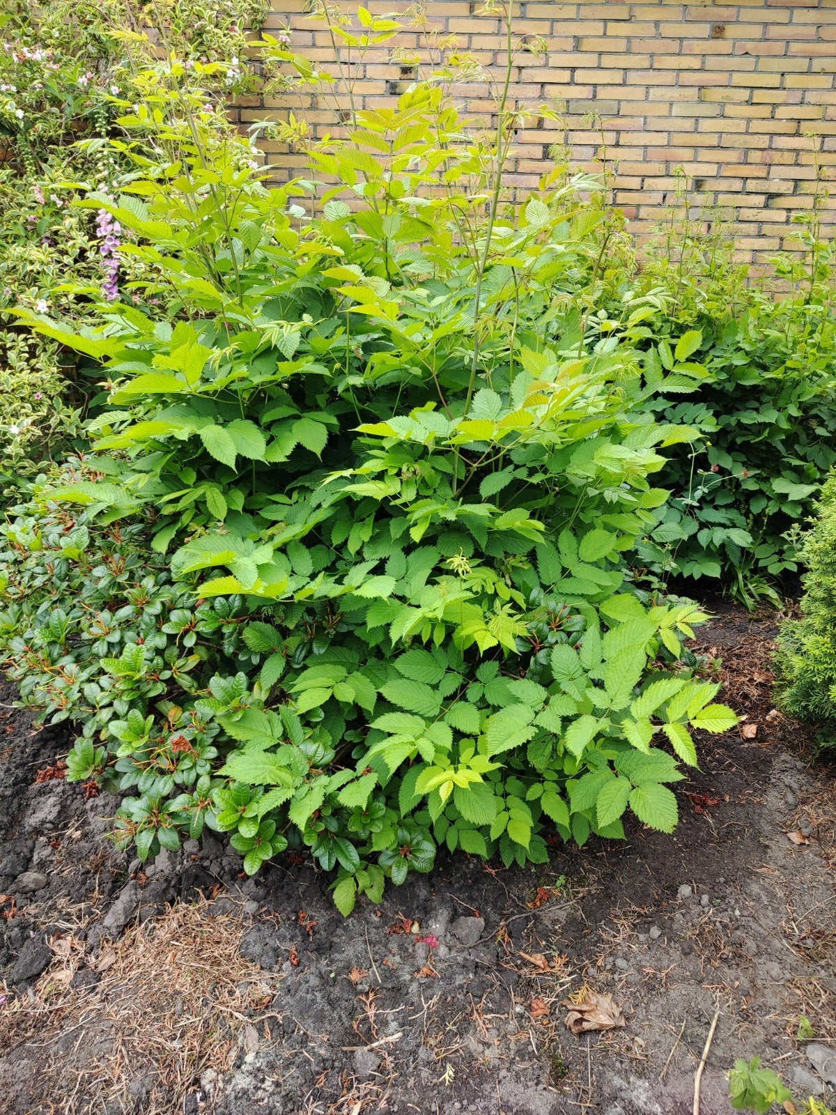 Gratis diverse tuinplanten, Tuin en Terras, Planten | Tuinplanten, Ophalen, Overige soorten, Halfschaduw