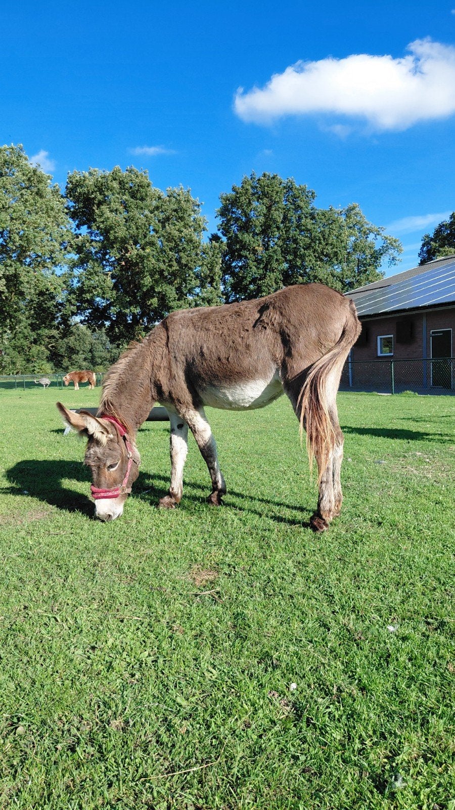 2 lieve ezels  moeder en dochter, Dieren en Toebehoren, Mei, Vrouwelijk